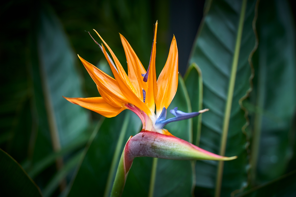 Plante strelitzia, ou oiseau du paradis, en fleur