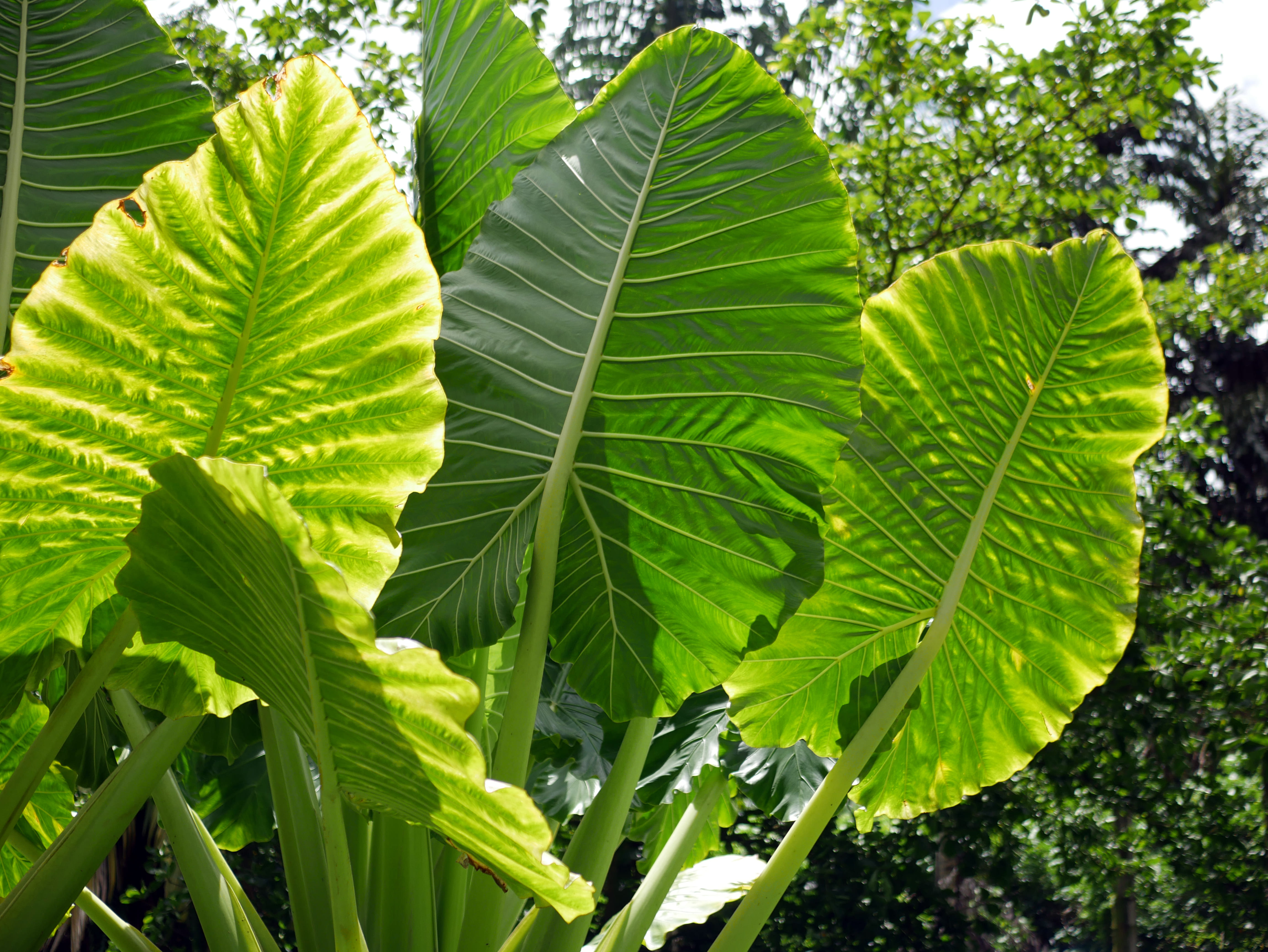 Plante alocasia oreille d’éléphant en extérieur