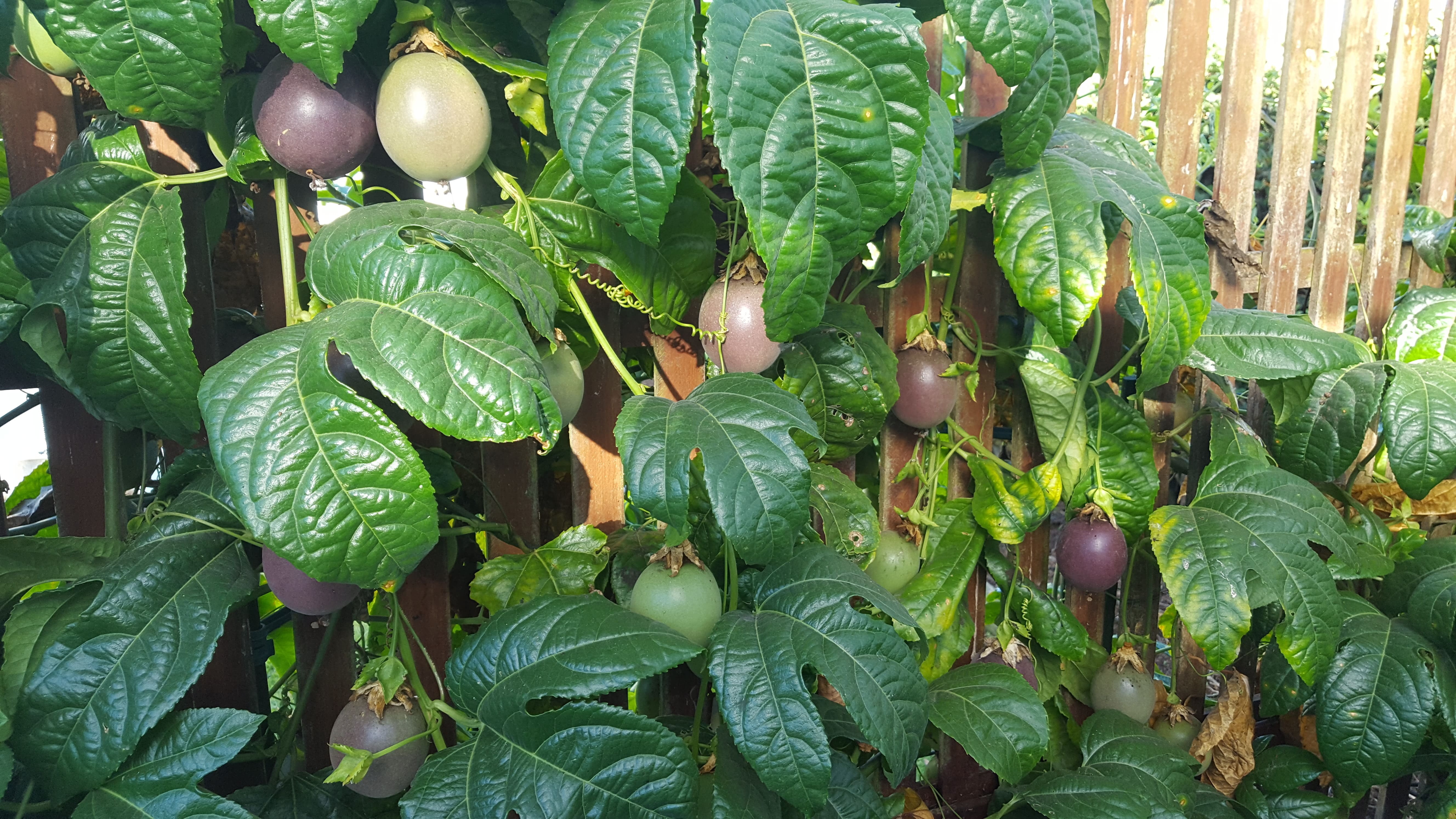 A passionfruit tree growing across a wooden fence.