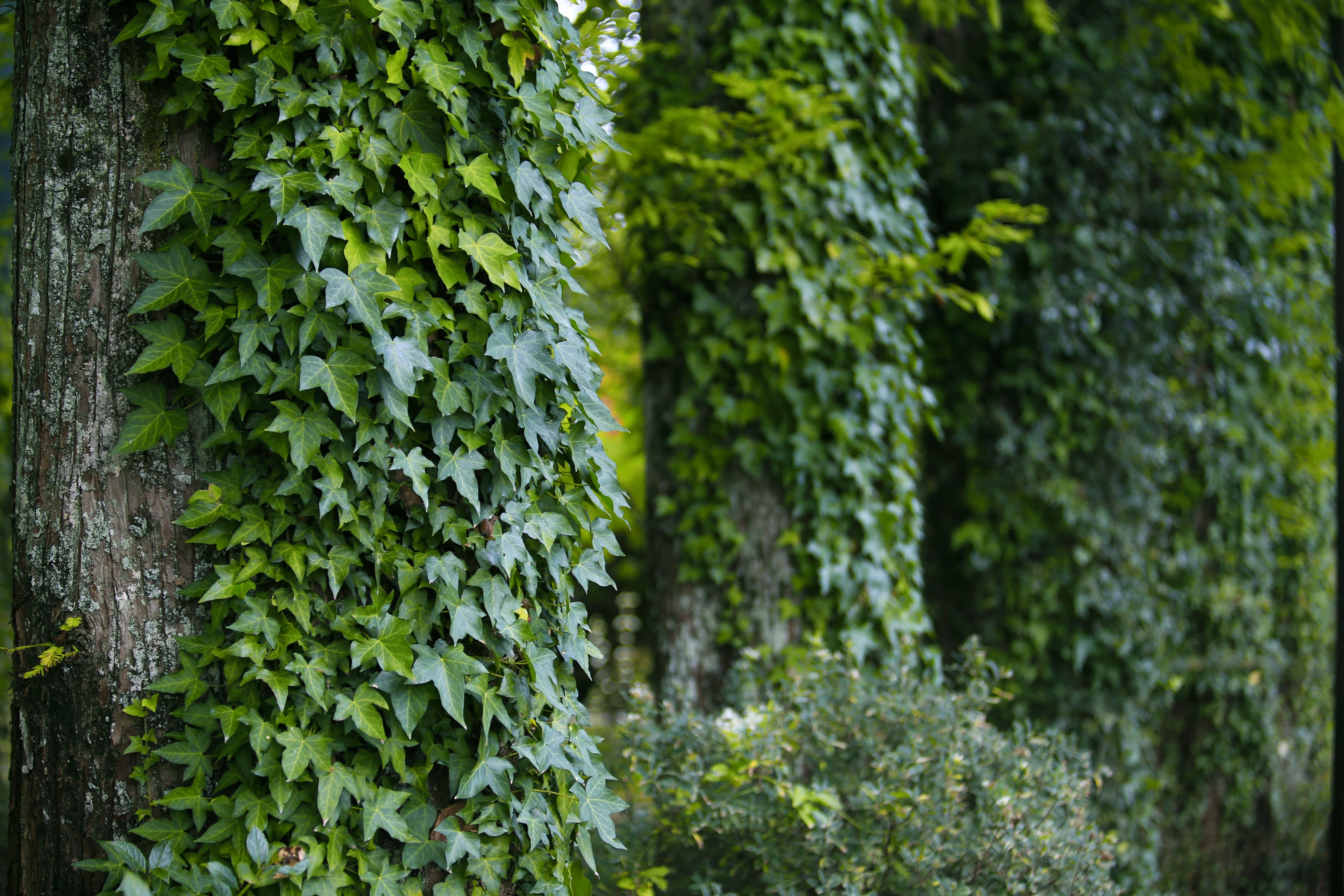 Hedera helix to popularna roślina pnąca