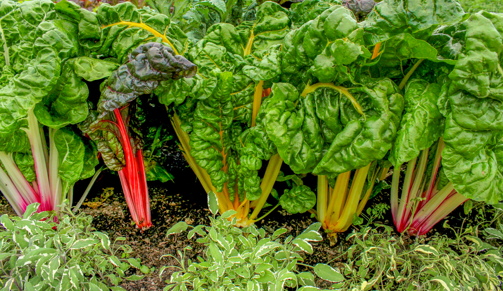 Conseils pour planter de la rhubarbe