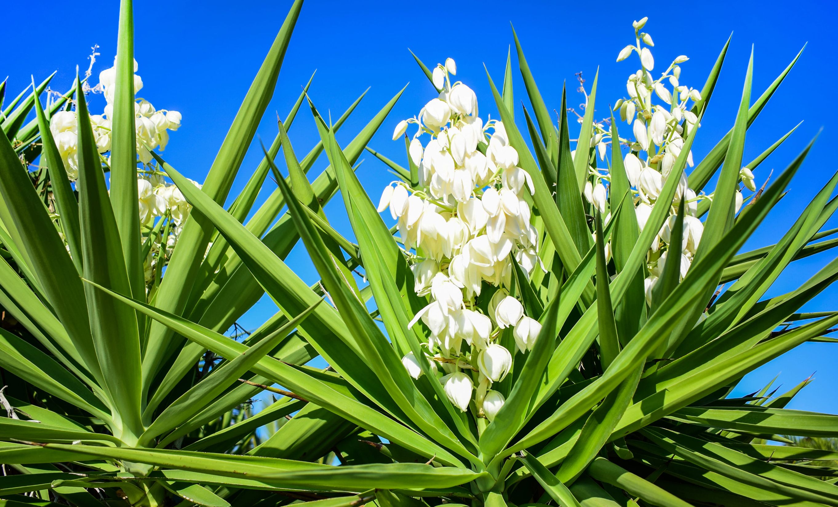 Yucca plant with white flowers and long green leaves on blue sky background. 