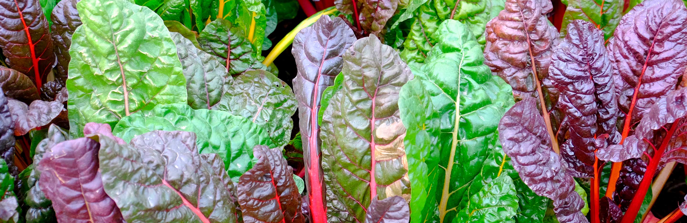 How to grow and care for Chard