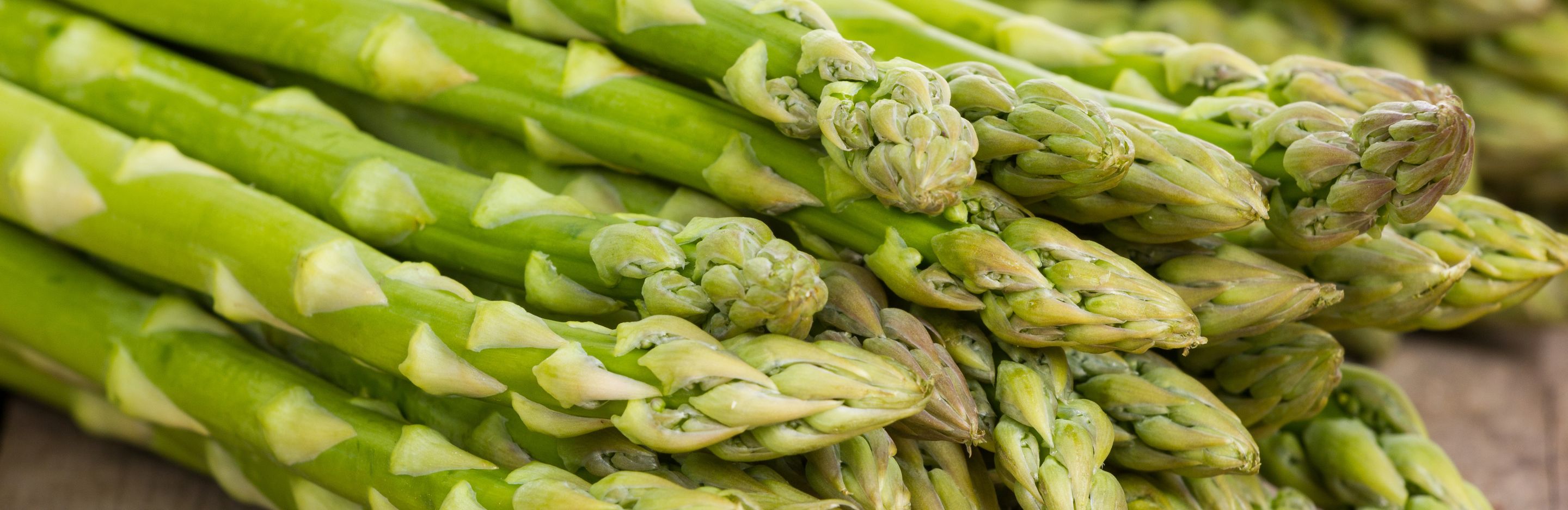 uprawa szparagów