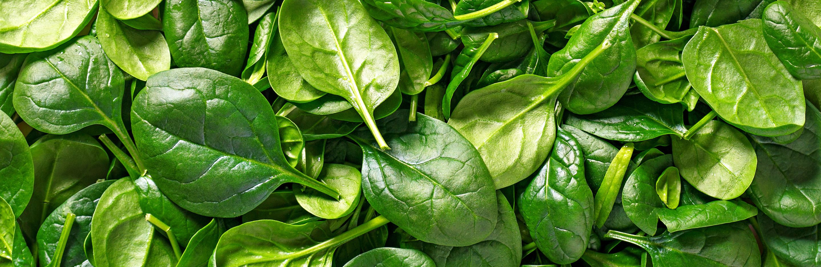 Uprawa szpinaku - w ogródku i na balkonie