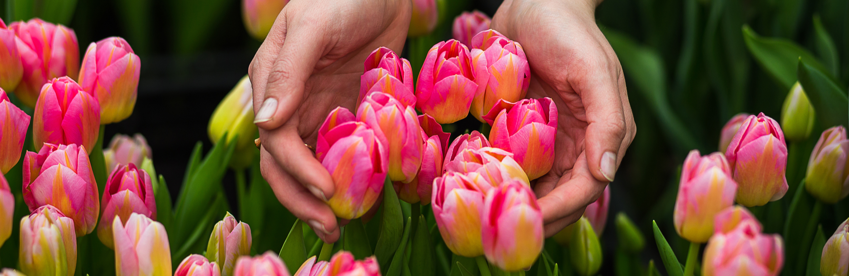 tulipes roses poussant à l'extérieur, tenues par une paire de mains