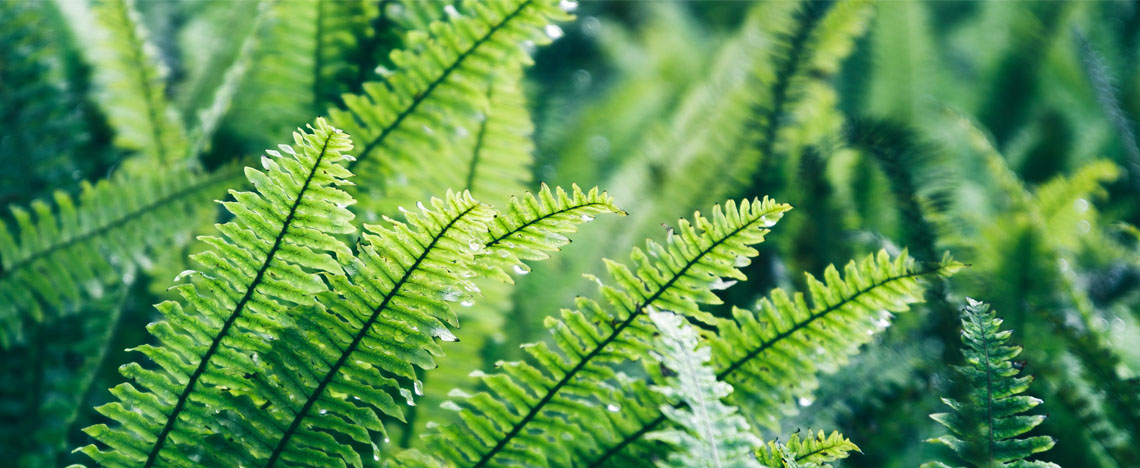 Varens planten – Prachtige siertuin - I Love My Garden