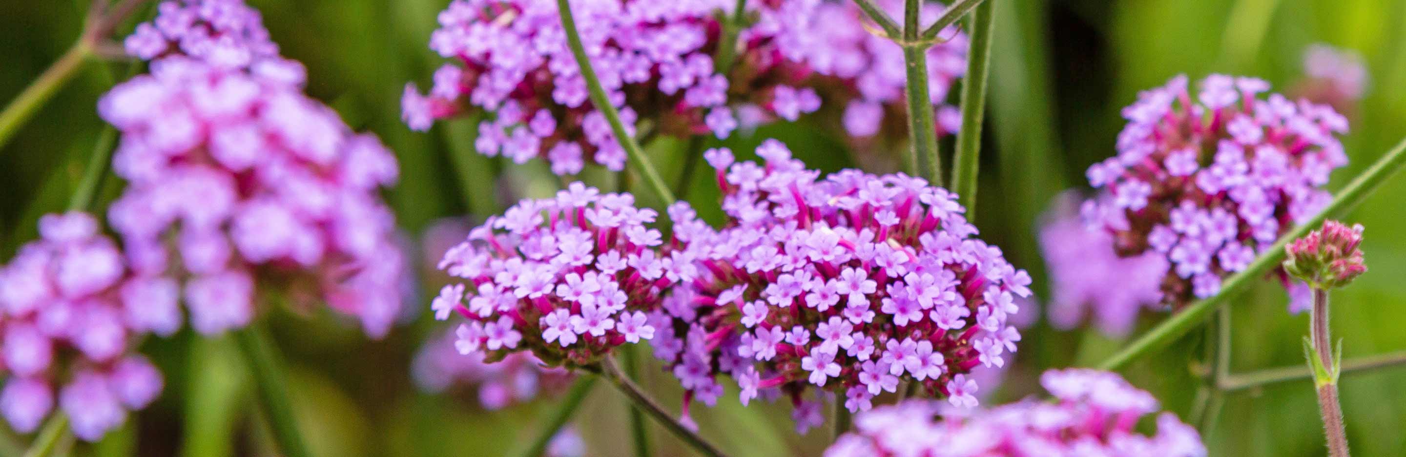 How to grow and care for Verbena 