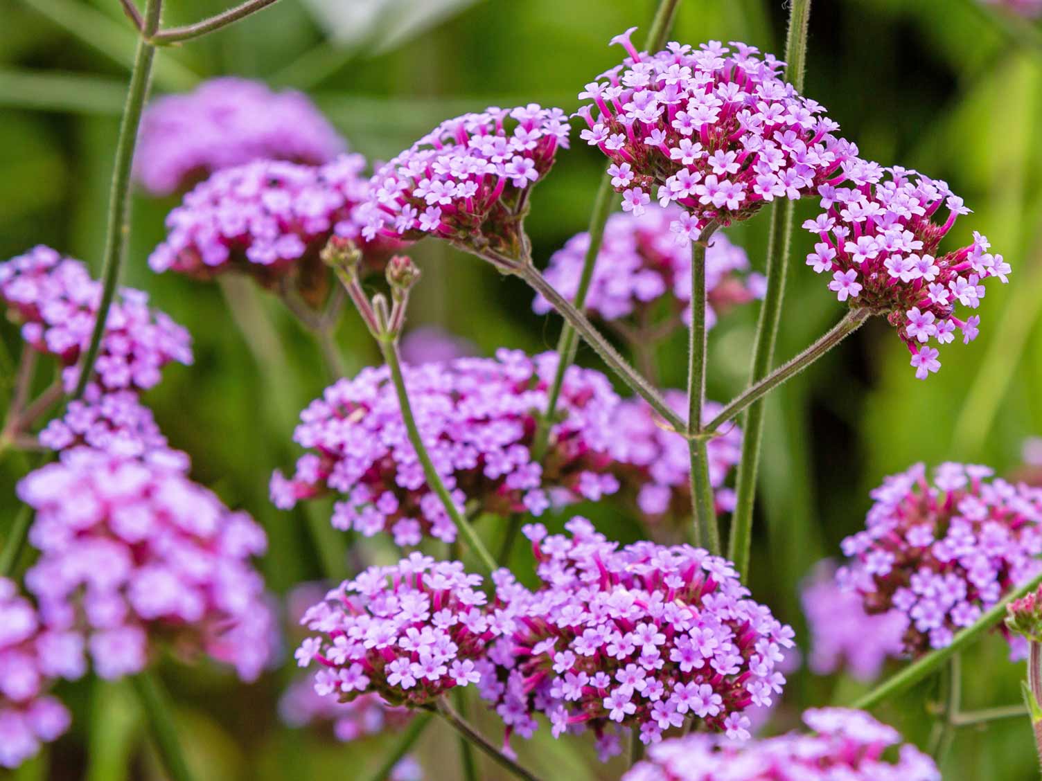 Select Your Plant Love The Garden virginia-house-the-cultural-landscape-foundation