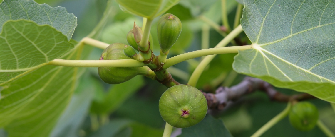 Vijgen planten, telen en oogsten