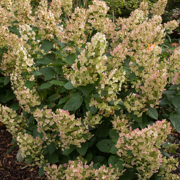 pluimhortensia-in-bloei.jpg pluimhortensia in bloei