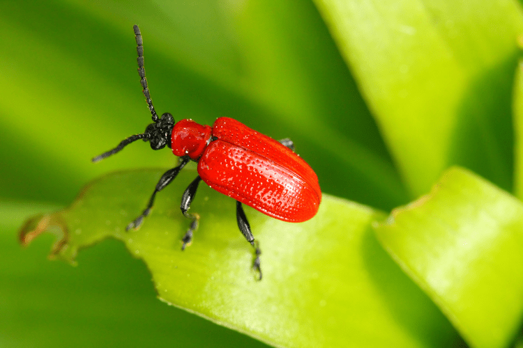 Poskrzypka Liliowa