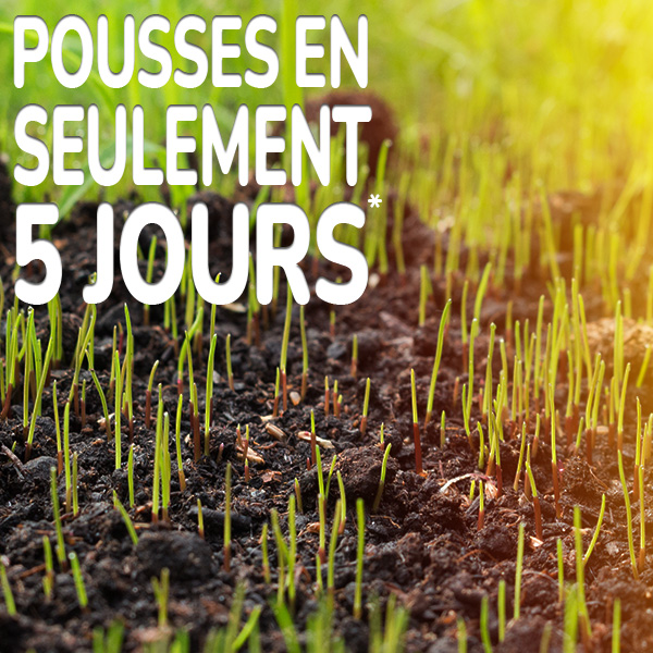 pousses-en-seulement-5-jours.jpg Substral Sport & Jeux semences gazon Germination en seulement 5 jours