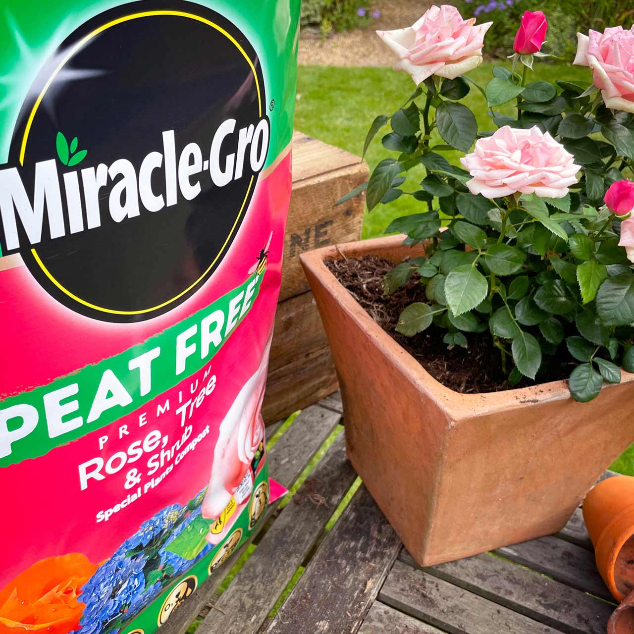 MiracleGro® Peat Free Premium Rose, Tree & Shrub Compost 40 litres