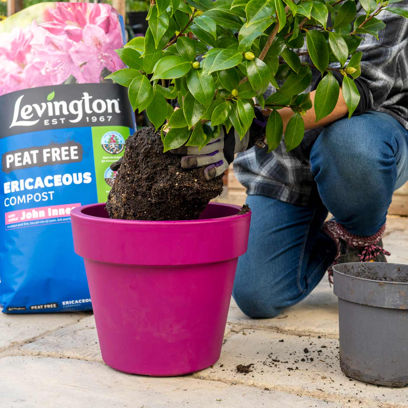 Levington® Peat Free Ericaceous Compost with added John Innes 25 litres