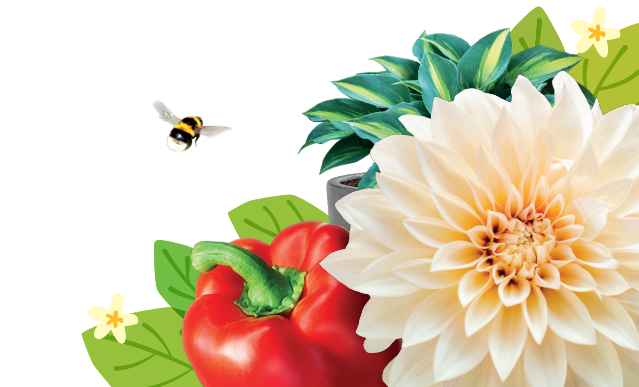 Alimentos para plantas