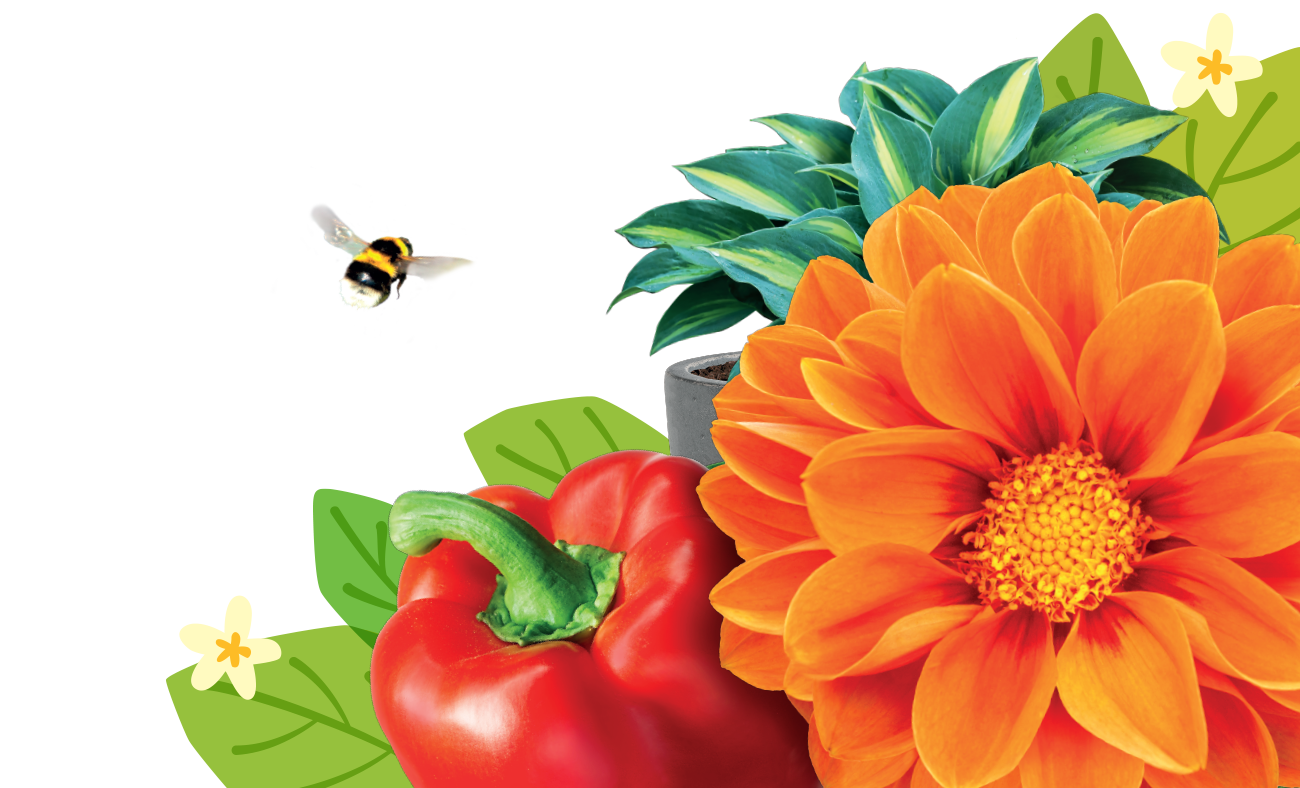 Houseplant Food
