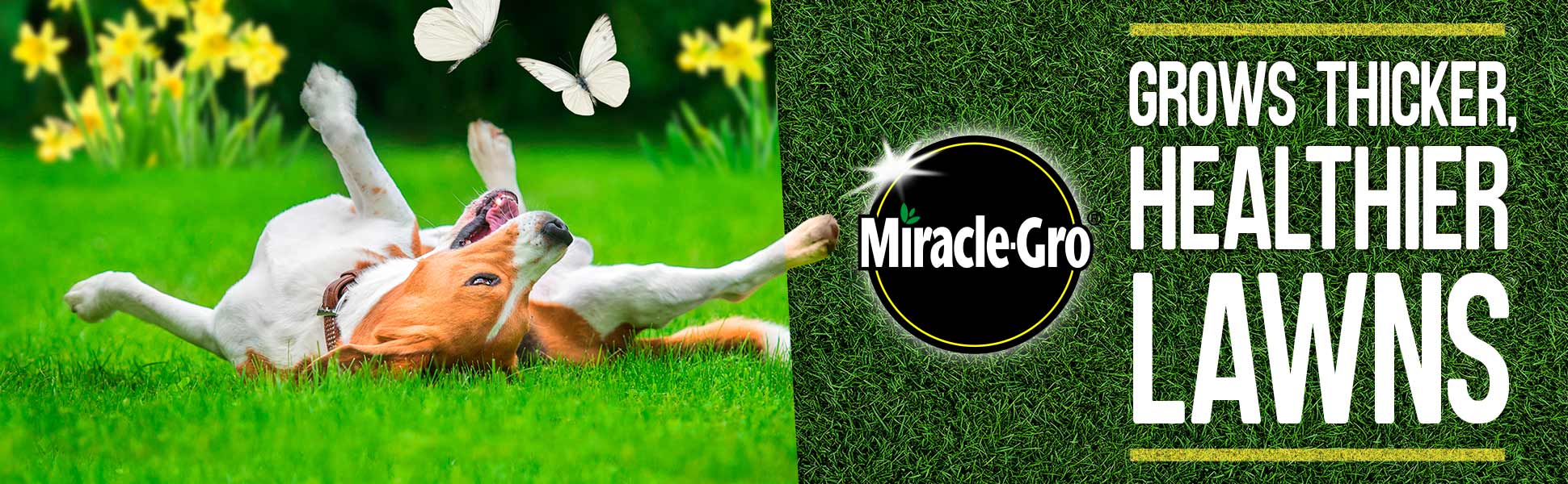 Miracle-Gro® - Grows Thicker, Healthier Lawns