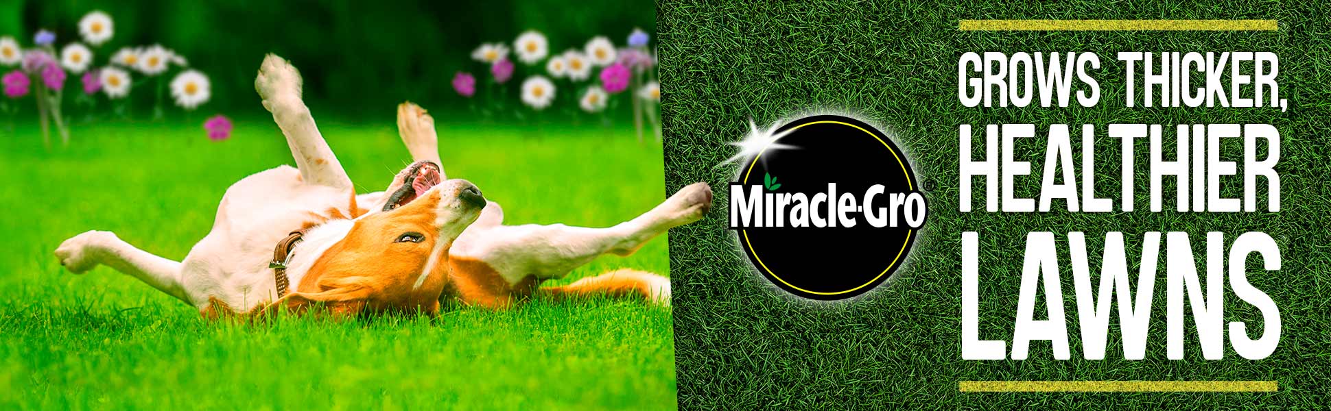 Miracle-Gro® - Grows Thicker, Healthier Lawns