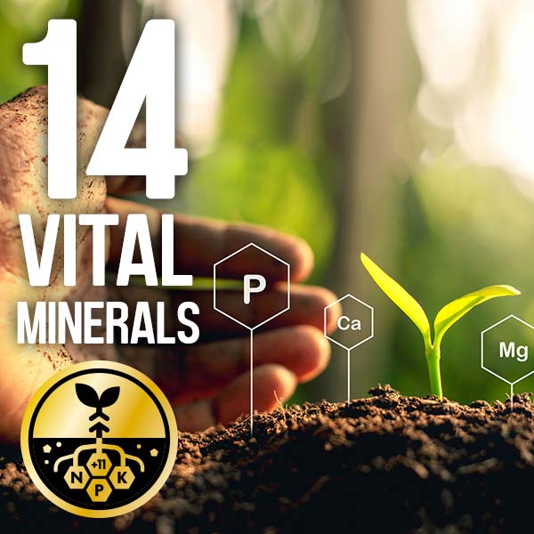 14 vital minerals