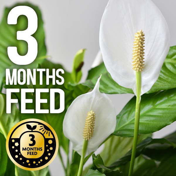 3 months feed