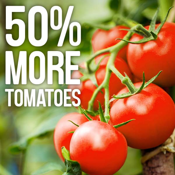 50% more tomatoes