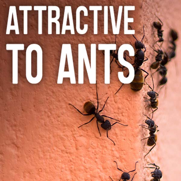 Attractive to ants