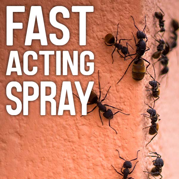 Fast-acting spray