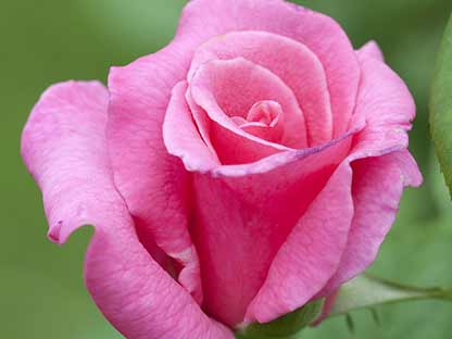 claim-beautiful-roses.jpg Special formula, high in iron and magnesium