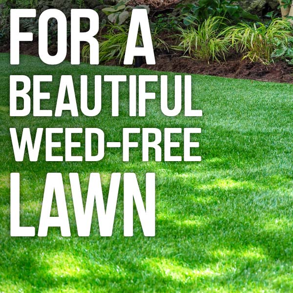 For a beautiful weed-free lawn