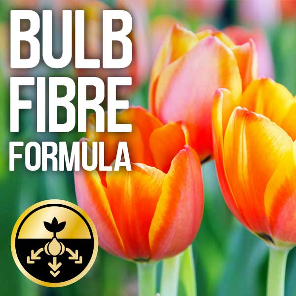 Bulb fibre formula