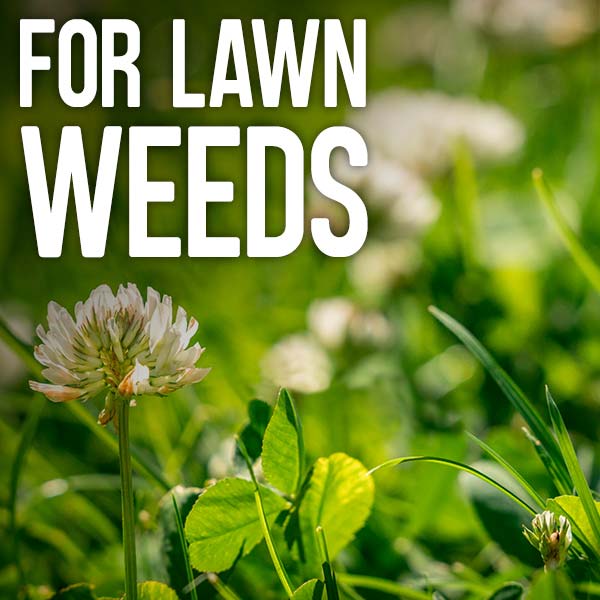 For lawn weeds