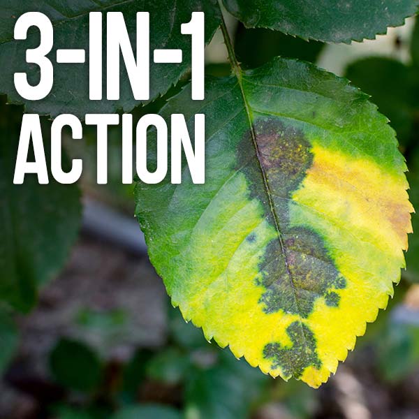 3-in-1 action