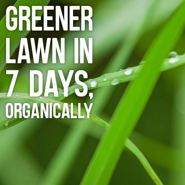 Greener lawn in 7 days, organically
