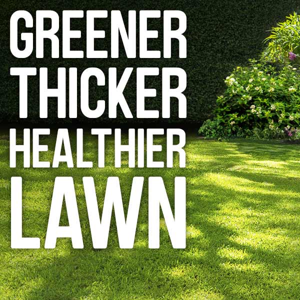 Greener thicker healthier lawn