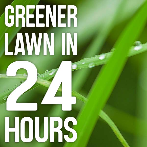 Greener lawn in 24 hours