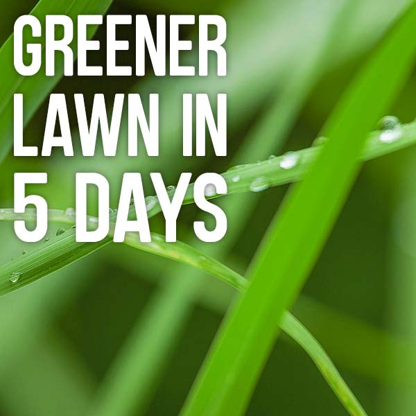 Greener lawn in 5 days