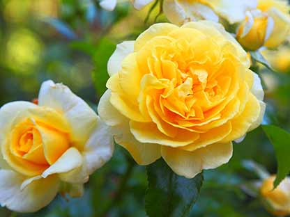 claim-healthy-roses.jpg Unique blend of 6 nutrients