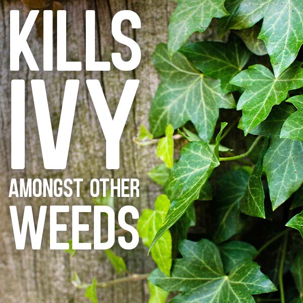 claim-kills-ivy.jpg Kills ivy, amongst other weeds