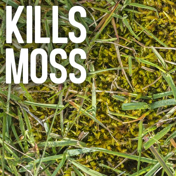 Kills moss