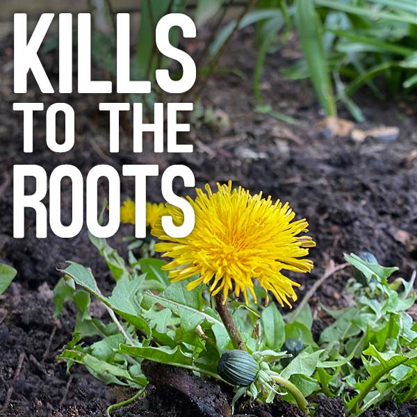 Kills to the roots