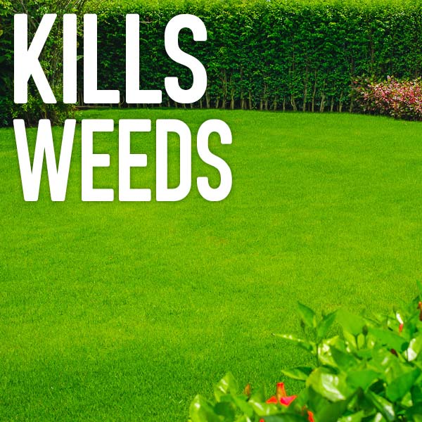Kills weeds