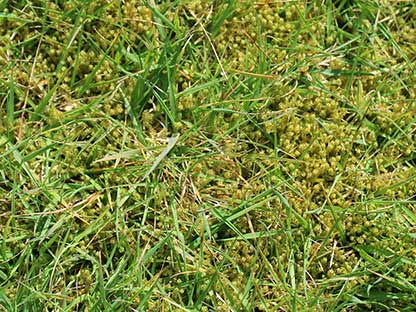 claim-miracle-gro-evergreen-complete-kills-lawn-moss.jpg Kills moss