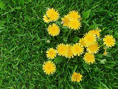 claim-miracle-gro-evergreen-complete-kills-lawn-weeds.jpg Kills weeds