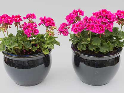 claim-miracle-gro-grows-plants-twice-as-big.jpg Grows plants twice as big