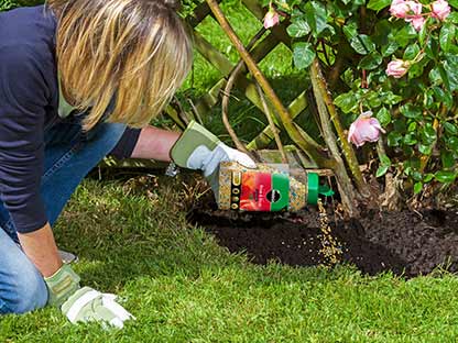 claim-miracle-gro-rose-shrub-continuous-release-in-use.jpg Feeds plants for up to 6 months