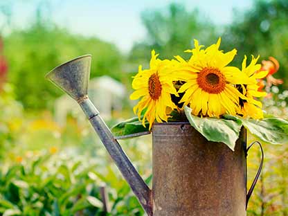 claim-miracle-gro-superfood-for-plants.jpg The superfood for your plants
