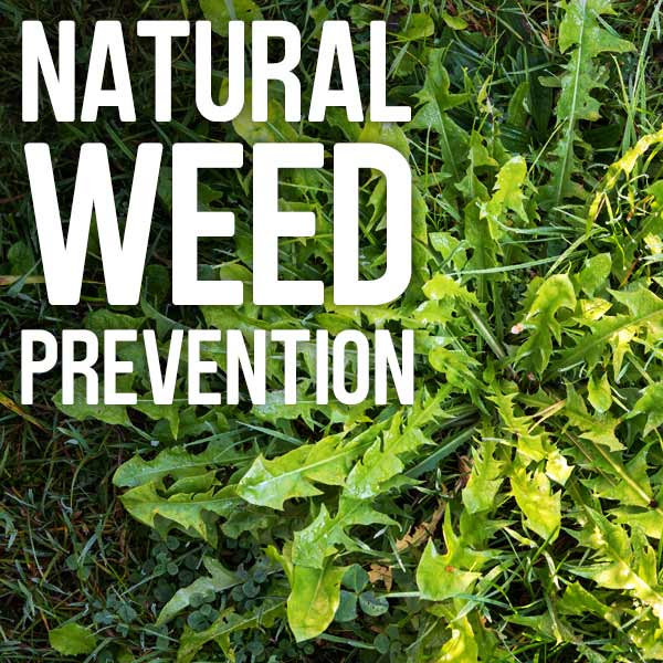 Natural weed prevention