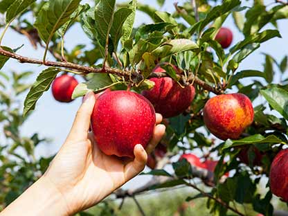 claim-picking-apples-from-tree.jpg Same day spray and eat