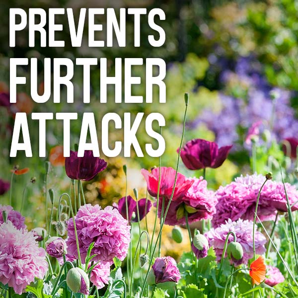 Prevents further attacks